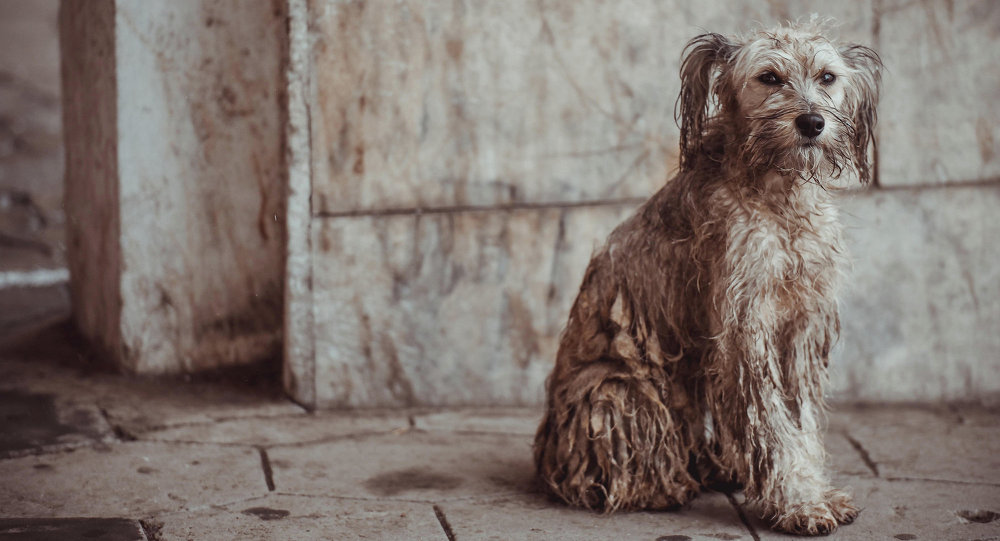 Бездомная собака. Архивное фото