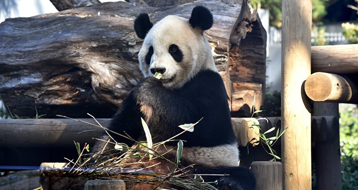 Панда на одном из зоопарков Японии. Архивное