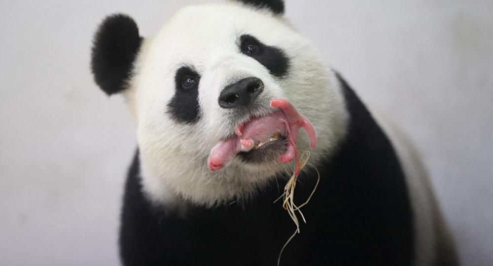 Большие панды — сейчас не «исчезающий вид». Объясняем на гифках