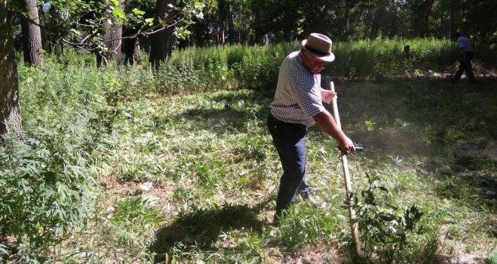  В Чуйской области сотрудники милиции и чиновники местных айыл окмоту уничтожили 1,1 тонны конопли (кара-куурай)