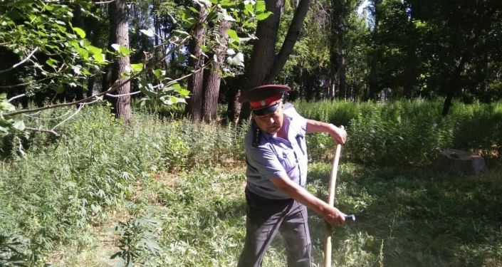  В Чуйской области сотрудники милиции и чиновники местных айыл окмоту уничтожили 1,1 тонны конопли (кара-куурай)