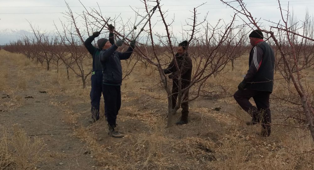 Я собираю хороший урожай почти в пустыне — рассказ садовода из Тонского района