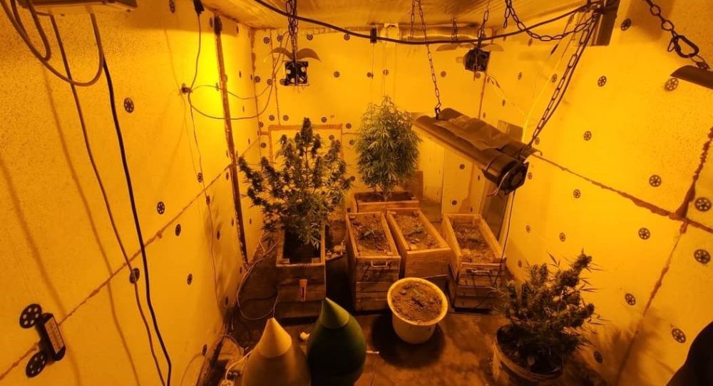 В Бишкеке нашли лабораторию, выращивавшую марихуану, — фото