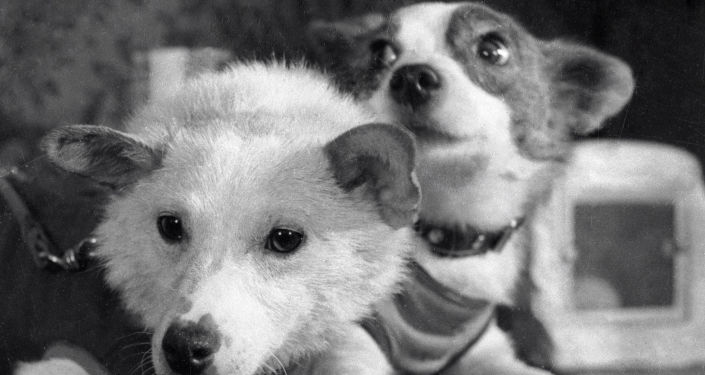 Легендарный полет в космос Белки и Стрелки в 14 фото