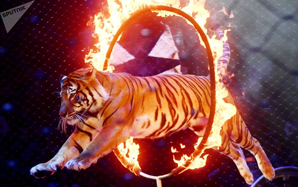 Цирк бенгальские тигры. Цирк Уфа бенгальские тигры 2022. «Тигры-шоу» Багдасаровы. Тигр прыгает через огненное кольцо. Тигр в цирке.