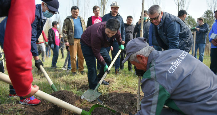 Премьер-министр Кыргызстана Улукбек Марипов во время высадки деревьев с представителями бизнеса и IT— компаний