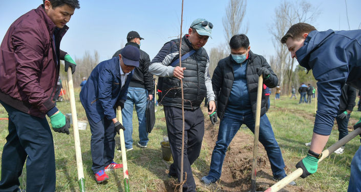 Премьер-министр Кыргызстана Улукбек Марипов во время высадки деревьев с представителями бизнеса и IT— компаний