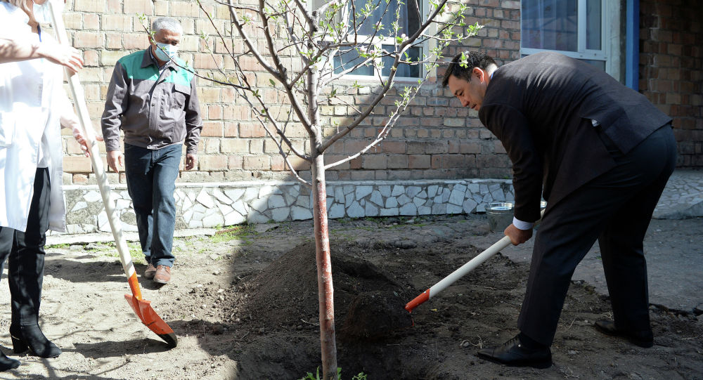 Жапаров высадил деревья в память о погибших в ВОВ — фото