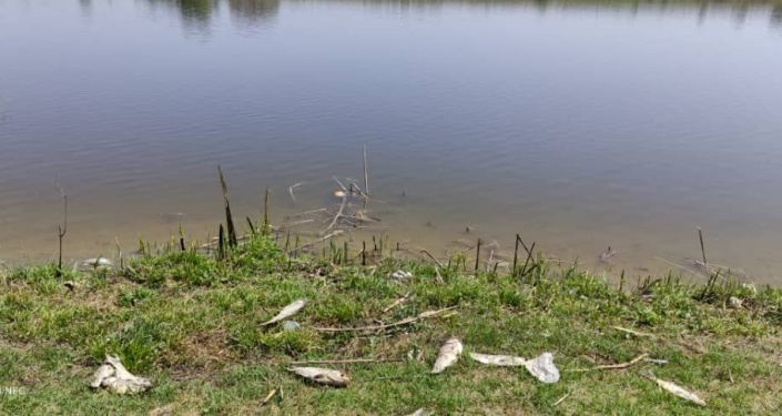 На берегах прудов в селе Пригородном Аламудунского района зафиксирована массовая гибель рыбы На берегах прудов в селе Пригородном Аламудунского района зафиксирована массовая гибель рыбы