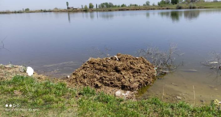 На берегах прудов в селе Пригородном Аламудунского района зафиксирована массовая гибель рыбы