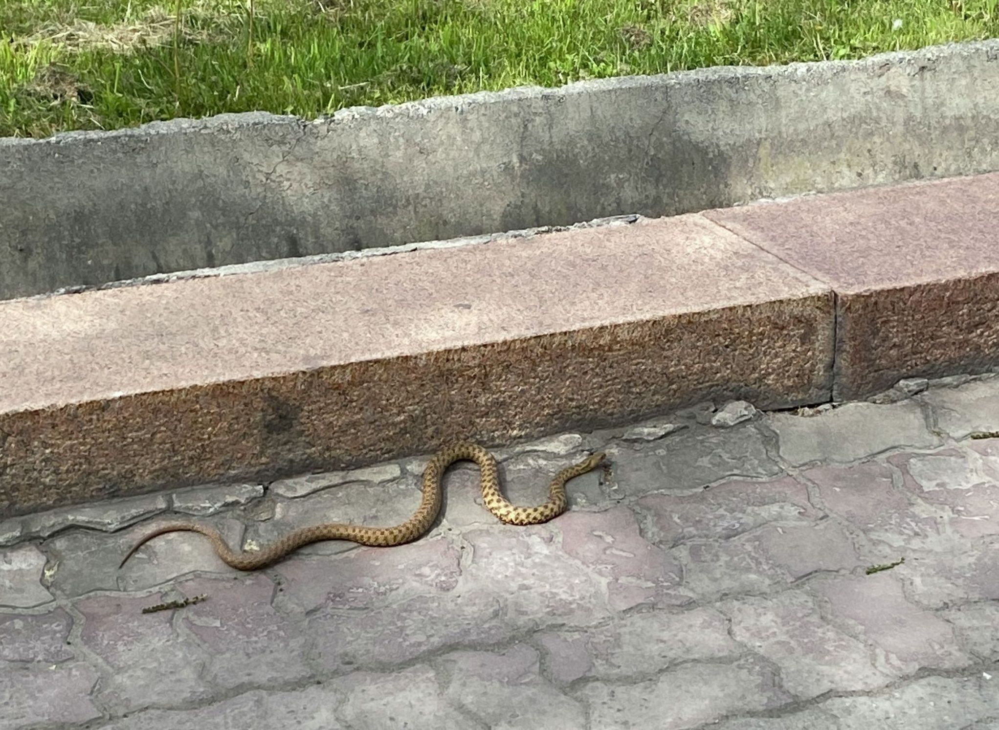 Змея на тротуаре возле белого дома в Бишкеке