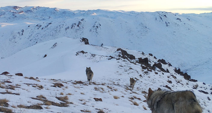 Волки запечатленные на фотоловушку на территории Кочкора
