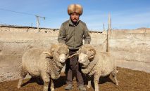 Животновод из Тонского района Иссык-Кульской области Баатырбек Акматов. Архивное фото Животновод из Тонского района Иссык-Кульской области Баатырбек Акматов. Архивное фото