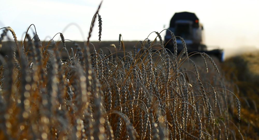 За год пшеница в Кыргызстане подорожала на 40% — расклад по регионам