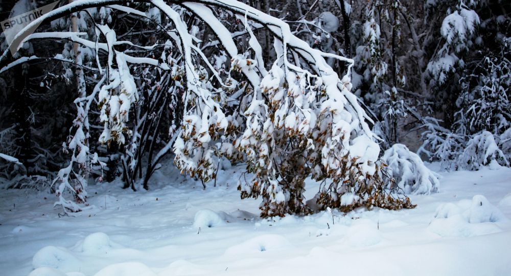 В Караколе и на востоке Иссык-Кульской области выпал обильный снег — фото
