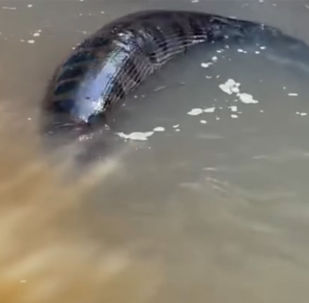 смотреть видео про рыбу меч. Смотреть фото смотреть видео про рыбу меч. Смотреть картинку смотреть видео про рыбу меч. Картинка про смотреть видео про рыбу меч. Фото смотреть видео про рыбу меч смотреть видео про рыбу меч. Смотреть фото смотреть видео про рыбу меч. Смотреть картинку смотреть видео про рыбу меч. Картинка про смотреть видео про рыбу меч. Фото смотреть видео про рыбу меч