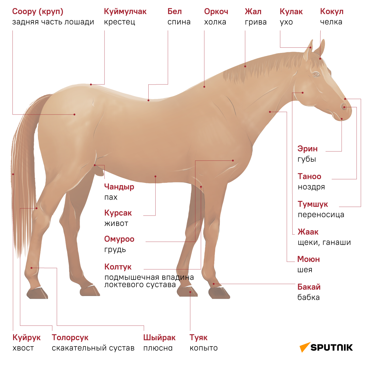 Как называют лошадей клички. Части лошади. Круп часть лошади. Части тела лошади для детей. Как называются ноги у лошади.