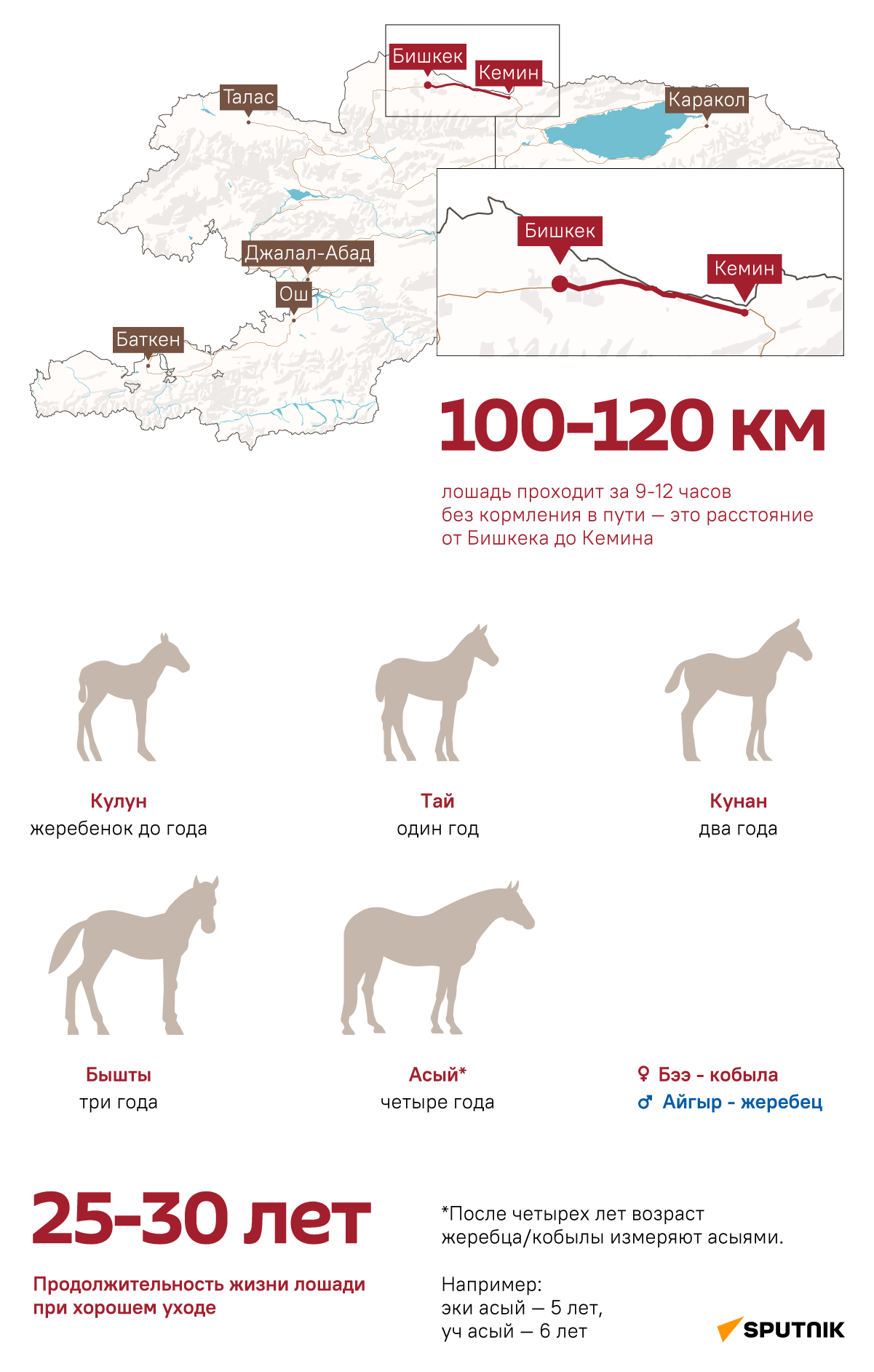 Лошадь кыргызской породы - Sputnik Кыргызстан