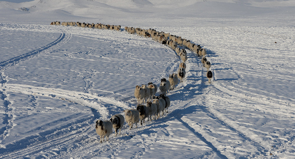 Отара овец. Архивное фото Отара овец. Архивное фото