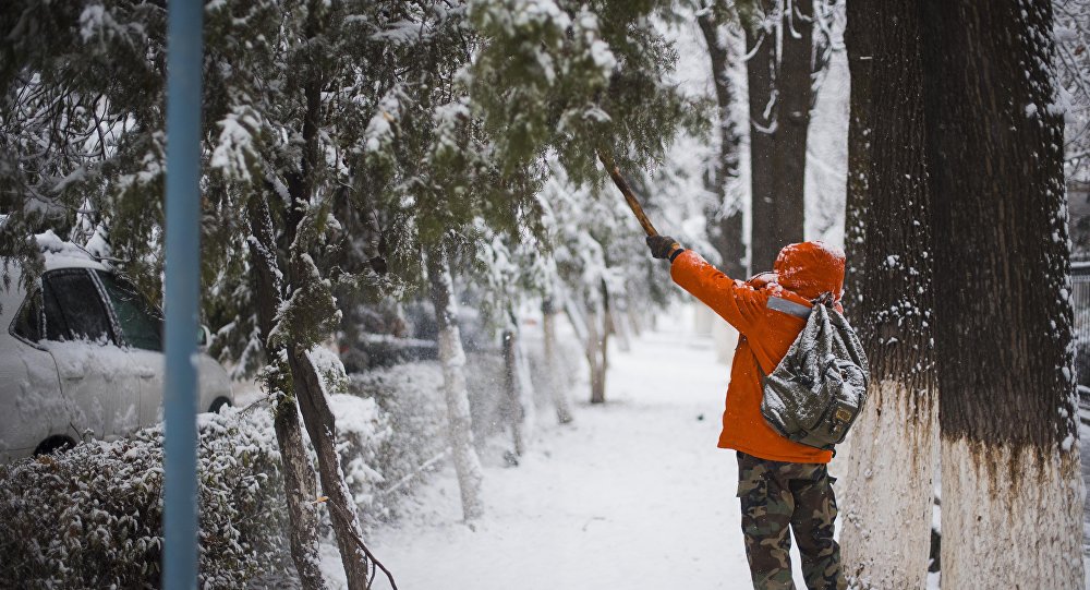 Мужчина вытряхивает снег с деревьев в Бишкеке. Архивное фото