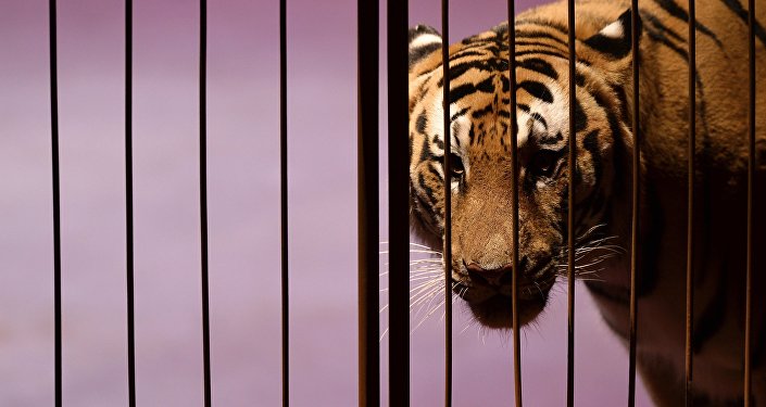 В китайском цирке тигр со львом набросились на цирковую лошадь