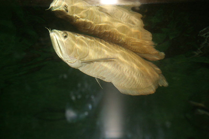 Аравана, или золотой дракон — тропическая пресноводная рыба. Архивное фото