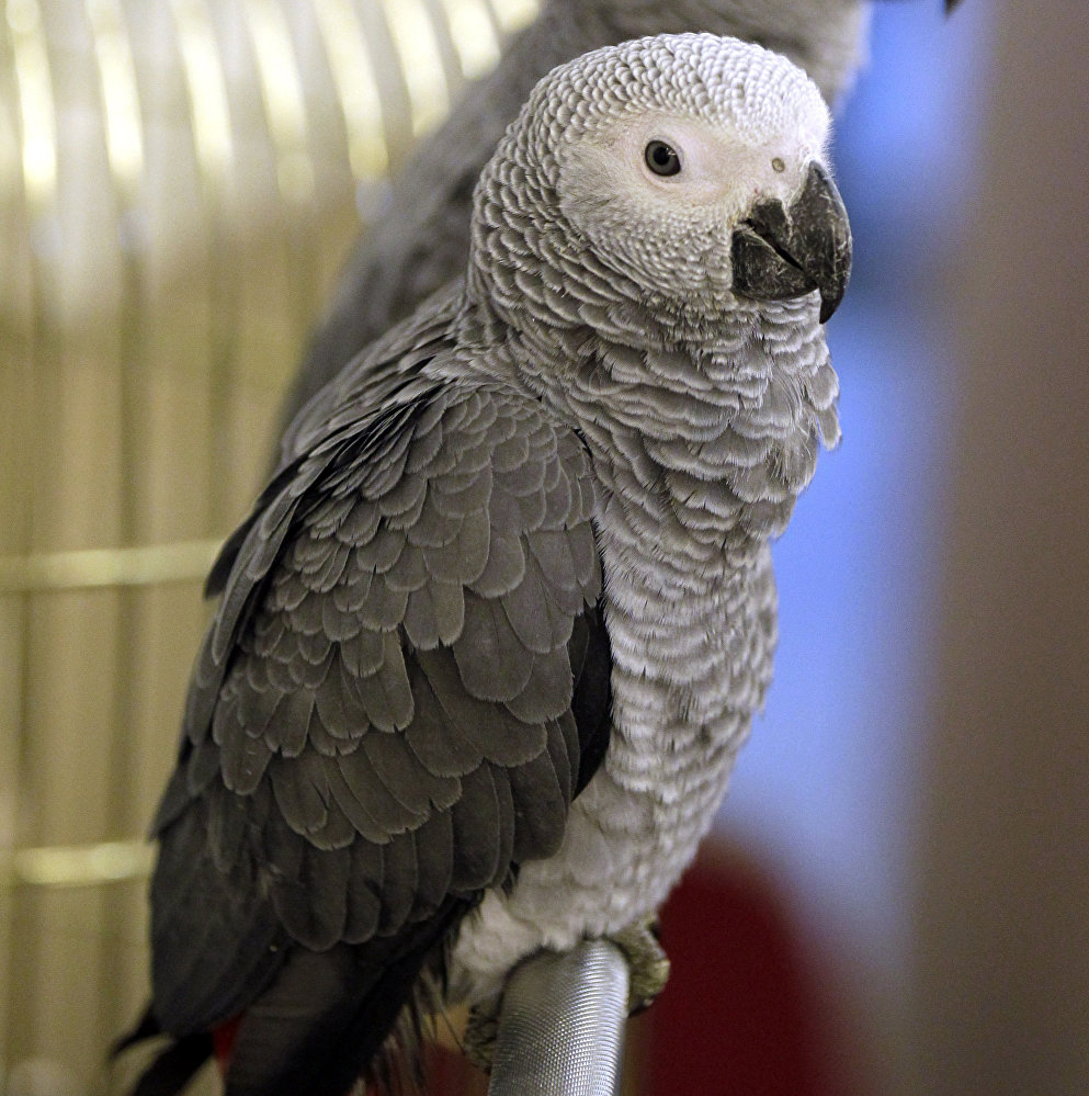 Жако, или серый попугай. Архивное фото