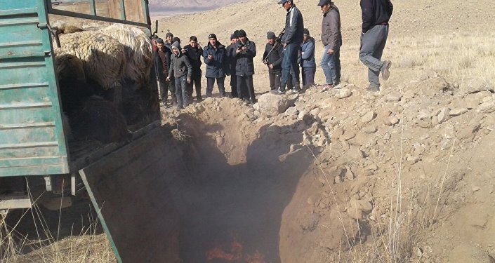 Зараженный бешенством волк напал на скот жителей Тонского района Иссык-Кульской области