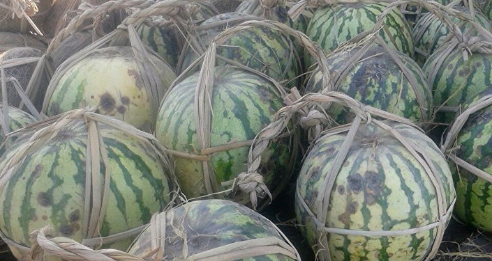 В Араванском районе Ошской области впервые в теплице выращены арбузы, сообщил специалист по тепличному бизнесу Бакай Алиев.