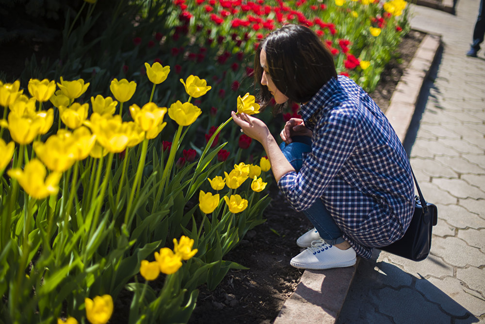 11 мая будет ли. Бишкек тюльпаны. Бишкек цветет. Цветущий Бишкек. Бишкек когда зацветут тюльпаны?.