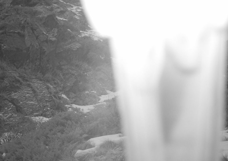 Снимок с фотоловушки с урочища Мамбет-Булак на территории природного парка Чон-Кемин