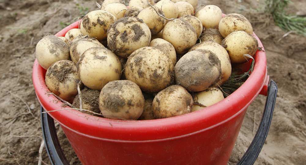 Уборка картофеля в Белоруссии