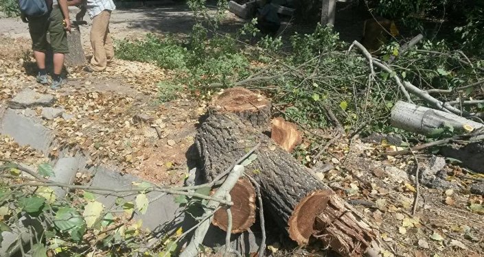 В микрорайоне Восток-5, что в центре Бишкека, вырубили все деревья вдоль улицы Болота Мамбетова