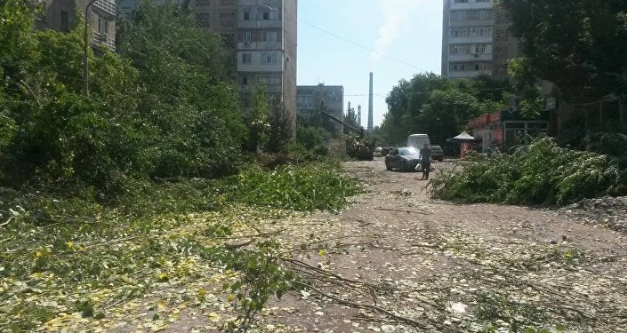 Начальник участка по Свердловскому району МП Зеленстрой Билимбек Кыдыргычев сообщил корреспонденту Sputnik Кыргызстан, что вырублено 52 дерева, из них 41 было аварийным