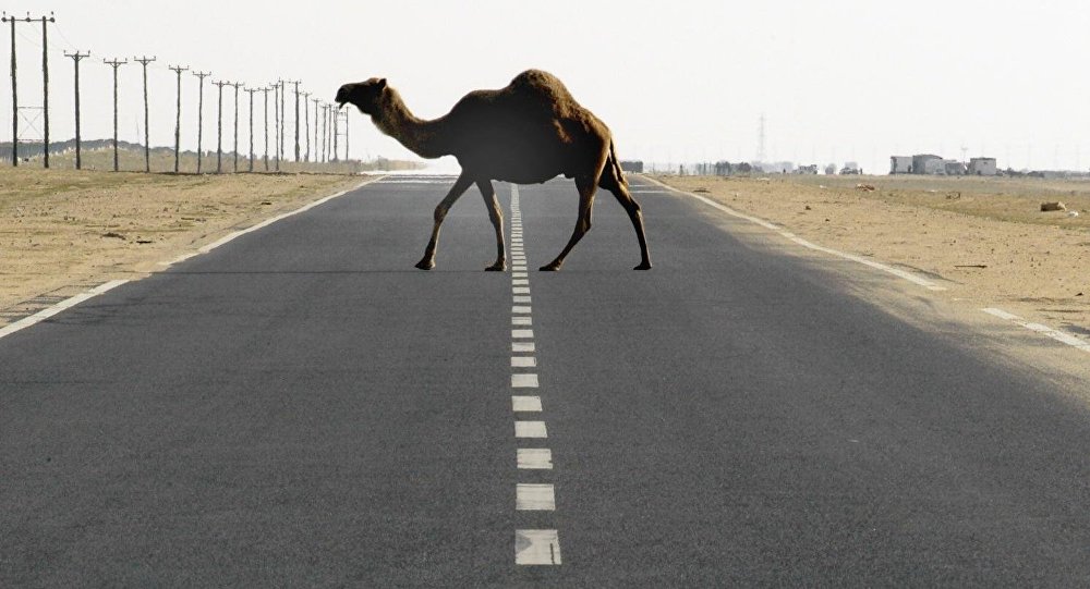 Верблюд переходит дорогу. Архивное фото