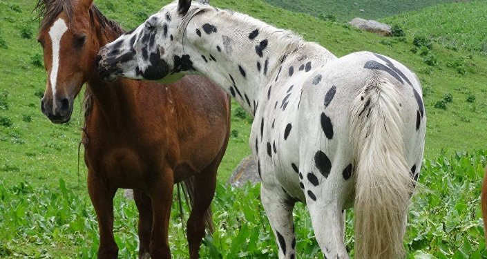 Разведение пятнистых лошадей породы Аппалуза