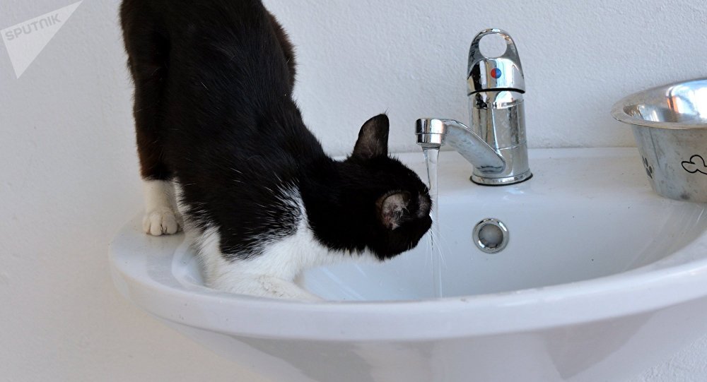 Кот пьет воду из-под крана. Архивное фото