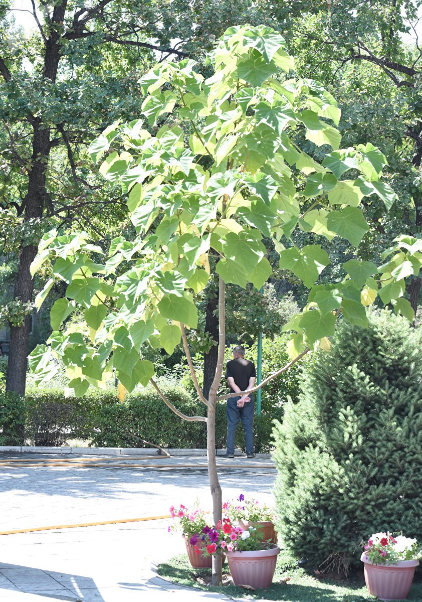 Павлония — особый вид дерева, который выращивает в Кыргызстане бизнесвумен Айгуль Омуркулова
