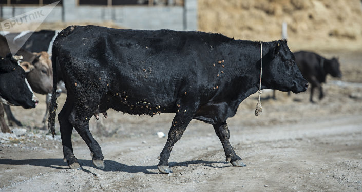 Породистые коровы на ферме по разведению скота на окраине Бишкеке. Архивное фото