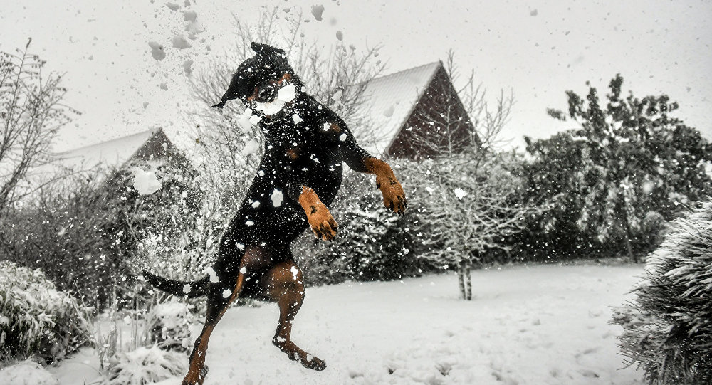Собака играется со снегом. Архивное фото