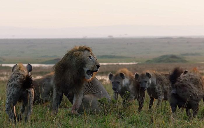 Гиены загнали льва в угол, от неминуемой гибели его спас соплеменник. Видео