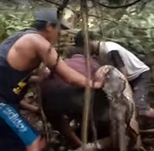 Битва людей с гигантским питоном попала на видео