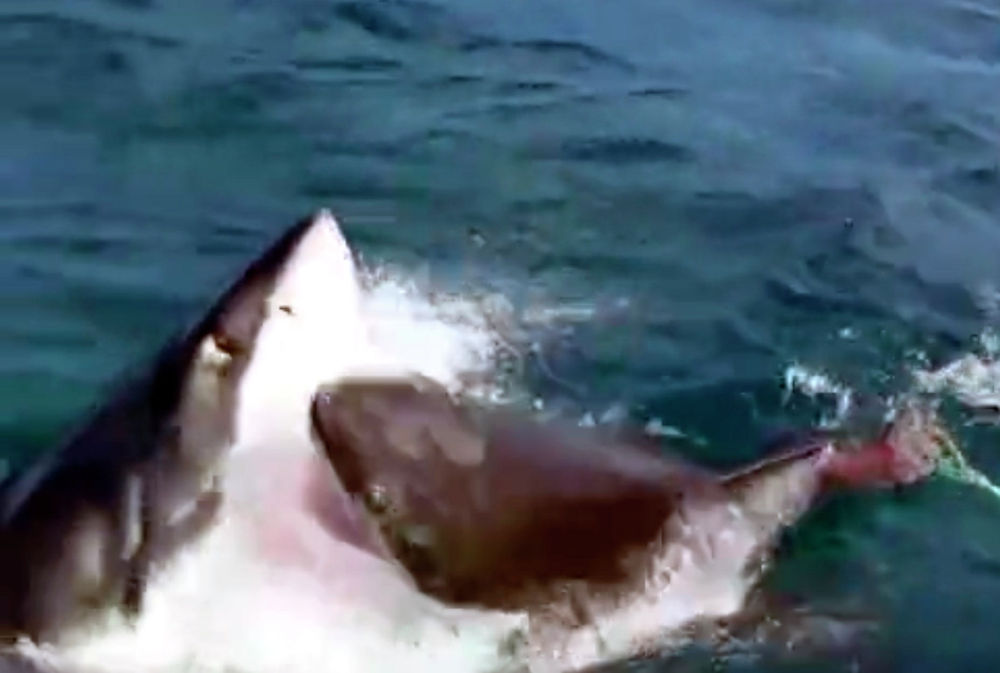 Редкая встреча под водой привлекла внимание ученых