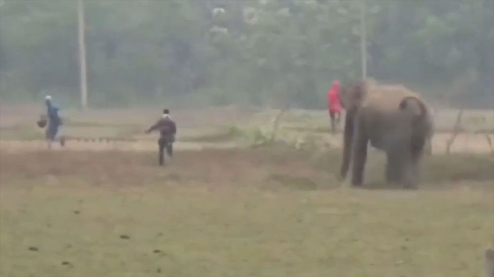 Встреча с большими животными может быть опасной [Советы для туристов]