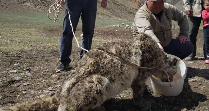 В Нарыне поймали снежного барса, поедавшего теленка
