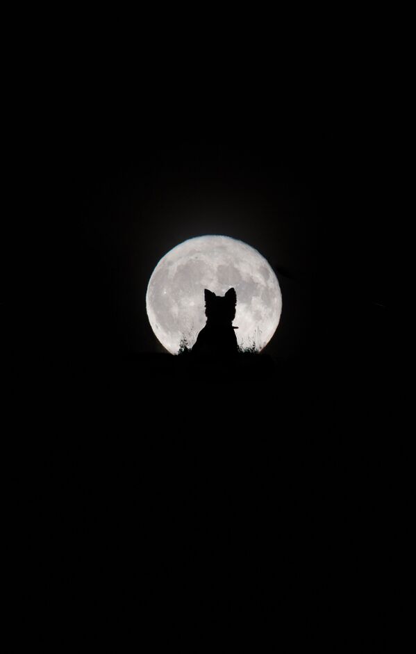 Снимок Big Moon, Little Werewolf британского фотографа Kirsty Paton из категории Our Moon, попавший в шортлист конкурса Insight Investment Astronomy Photographer of the Year 2020  - Sputnik Кыргызстан