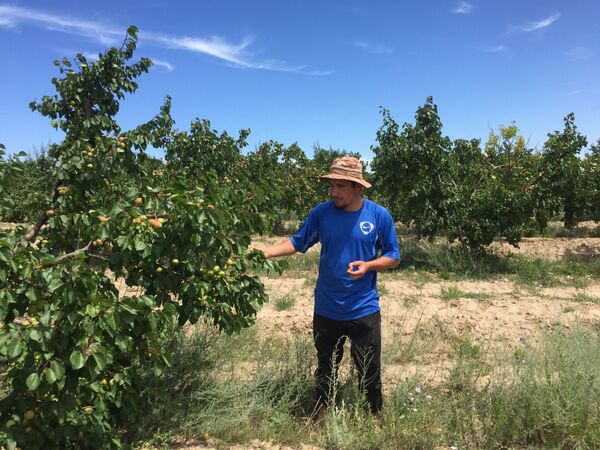 Талаада ыйлаган күндөр болду. Чөлдү кирешелүү бакка айланткан Маджиковдун маеги Талаада ыйлаган күндөр болду. Чөлдү кирешелүү бакка айланткан Маджиковдун маеги - Sputnik Кыргызстан