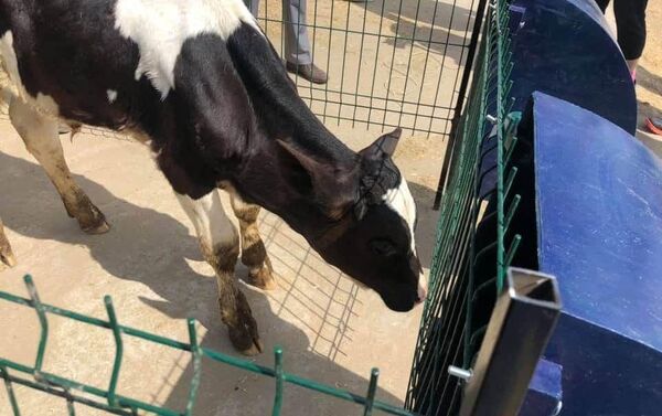Когда теленок рядом с коровой, он постоянно пьет молоко, отчего страдает ее вымя, а фермеру не остается молока на продажу. Чтобы этого не происходило, теленка переселяют в домик и дают дополнительный корм - Sputnik Кыргызстан