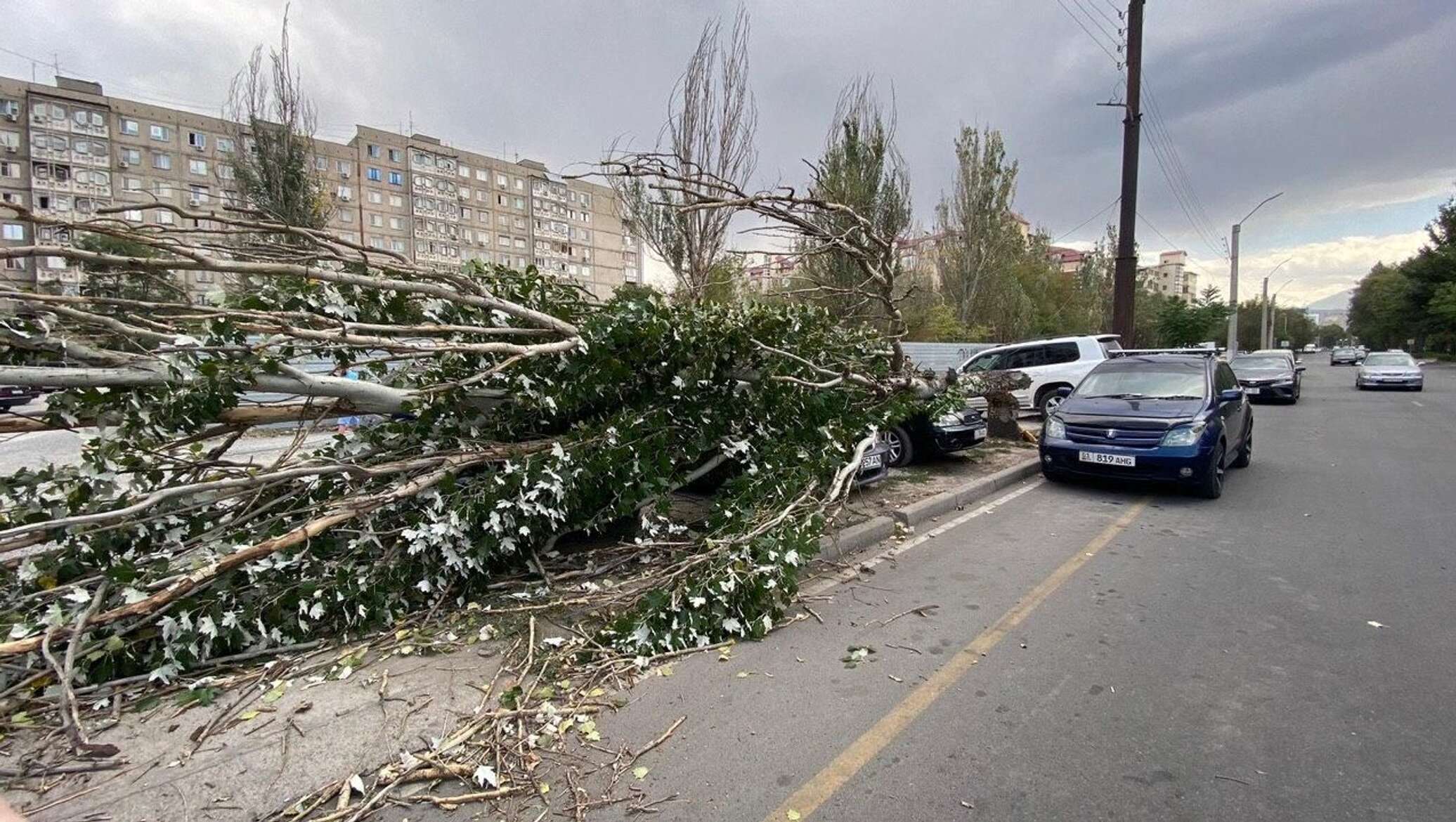 Тополь упал на машину