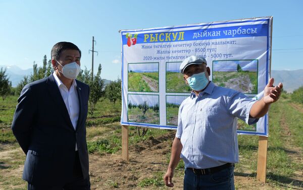 В ходе рабочей поездки в Таласскую область президент Сооронбай Жээнбеков осмотрел фруктовый сад одного из фермерских хозяйств. - Sputnik Кыргызстан